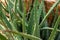 Aloe vera on arid sand soil, desert flora photo closeup. Cactus succulent plant abstraction. Flower shop banner template