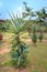 Aloe vera Asphodeloideae plant growing, Uganda