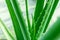 Aloe vera the best natural herbal for heal a wound and beauty treatment