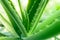 Aloe vera the best natural herbal for heal a wound and beauty treatment