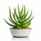 Aloe Vera Bonsai Plant In Ceramic Pot - White Background