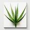 Aloe Vera Branch: Tactile Canvases With Clever Humor