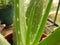 Aloe vera closeup