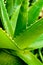 Aloe vera closeup.