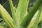 Aloe vera with closeup. Aloe vera is a medicinal plant which is used to treat skin and Hair related problems