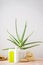 Aloe vera and composition of body care and beauty products on a colour background. Vertically