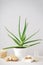 Aloe vera and composition of body care and beauty products on a gray background. Vertically