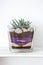 Aloe vera decorative arrangement for the interior. In a glass pot there is a plant of aloe vera stones and earth in several brown