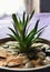 Aloe vera in an earthen flower pot