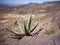 Aloe vera, Ethiopian Highlands