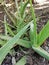Aloe vera farming gujarat