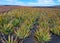 Aloe vera field on Canary Islands