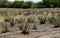 Aloe Vera field with surface irrigation system