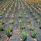 Aloe Vera fields in Lanzarote Orzola at Canaries