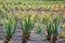 Aloe Vera fields in Lanzarote Orzola at Canaries