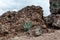 Aloe Vera Flower Against Rocky Formation In Desert