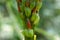 Aloe vera flower pre-bloom development
