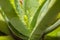 Aloe Vera Flower Stem Growth, Closeup