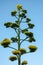 Aloe vera flower and wild vegetation