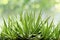 Aloe Vera, fresh leaf of Aloe Vera in farm garden natural background