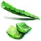 Aloe vera fresh leaf. isolated over white