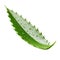 Aloe vera fresh plant leaf and slices isolated on white trnsparent