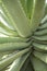 Aloe Vera Giant green succulent plants.