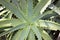 Aloe vera in Glasgow\'s Botanic Garden