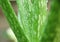 Aloe Vera green leaf macro photo with waterdrops fresh in the garden