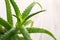 Aloe vera green plants. A close up of green leaves. Aloe is used in herbal medicine to treat skin burns as treatment