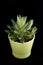 Aloe Vera in the green pot on a dark background. Isolated succulent. Bright green houseplant.