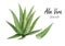 Aloe vera .Hand drawn watercolor painting on white background.Vector illustration