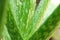 Aloe Vera herb green leaf macro photo with waterdrops fresh in the garden