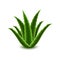 Aloe vera icon, realistic style