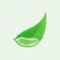 Aloe vera isolated on soft green, clip art of aloe vera leaves, aloe vera for icon logo ingredient cosmetics cream products