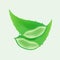 Aloe vera isolated on soft green, clip art of aloe vera leaves, aloe vera for icon logo ingredient cosmetics cream products