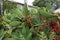 Aloe Vera, Lantana andIndian Fig Cactus Pear trio, 2.