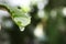 Aloe vera leaf with dripping juice against blurred background, closeup. Space for text