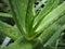 Aloe vera leafs