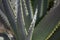 Aloe vera leaves closeup. Rain drops on its sunlit foliage