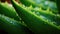 Aloe Vera Macro Closeup with Glistening Water Drops