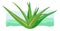 Aloe vera medicinal eco plant, healthy and natural beauty and health product