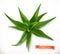 Aloe vera. Medicinal plant, vector icon