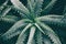 Aloe vera natural dramatic background. Overhead dark green succulent plant. Moody nature texture