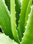 Aloe vera nature, Ingredient green Aloe vera plant leaves farm, Aloe vera Macro Spines of leaf Fresh tropical background