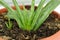 Aloe vera ornamental plant in pot, natural live aloe vera flower in the home environment