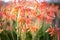 Aloe vera pink-orange flowers pollinated by a bee - closeup