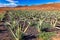Aloe vera plant. Aloe vera plantation. Fuerteventura, Canary Islands, Spain. Aloe Vera growing on the Island of Fuerteventura in