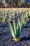 Aloe vera plant. Aloe vera plantation. Fuerteventura, Canary Islands, Spain. Aloe Vera growing on the Island of Fuerteventura in