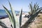 Aloe Vera plant at the beach